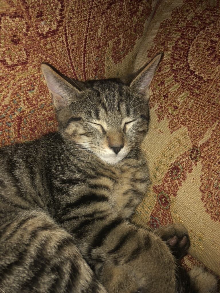 Giuseppe, the winery's namesake cat